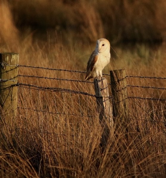 Barn Owl