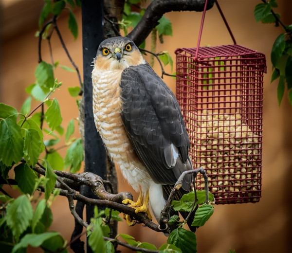 Sparrowhawk