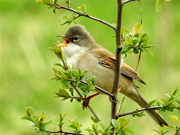 Whitethroat