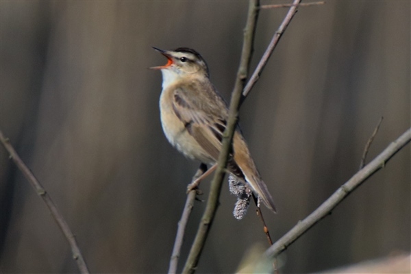 Sedge Warbler