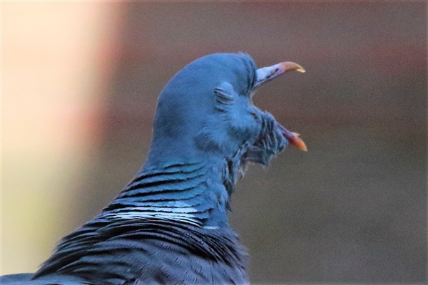 Woodpigeon