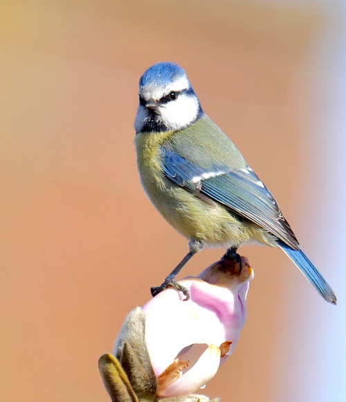 Blue Tit