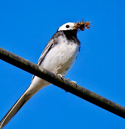 Pied Wagtail