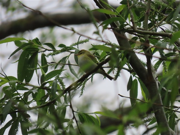 Wood Warbler