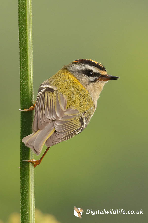 Photo | Hampshire | goingbirding.co.uk