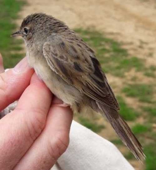 Grasshopper Warbler