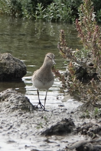 Pectoral Sandpiper