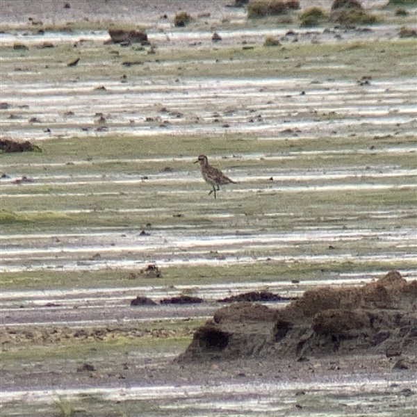 American Golden Plover