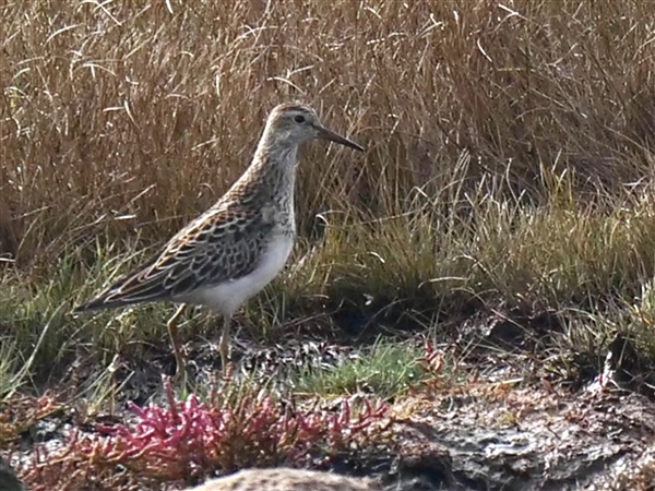 Pectoral Sandpiper