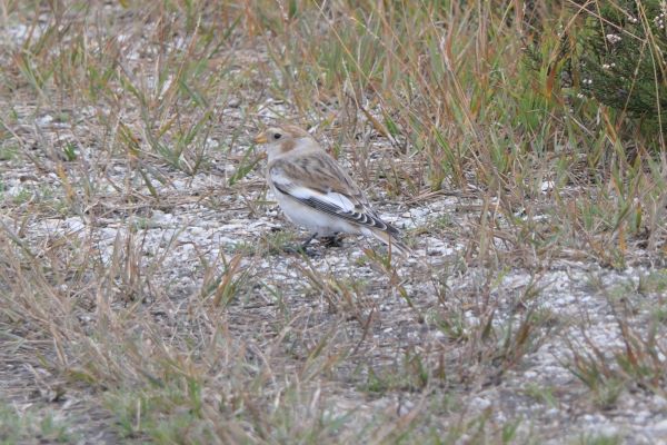 Snow Bunting