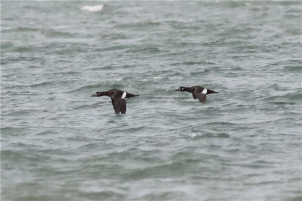 Velvet Scoter