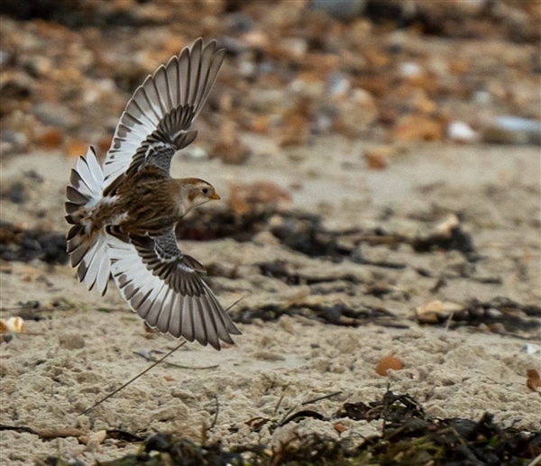 Snow Bunting