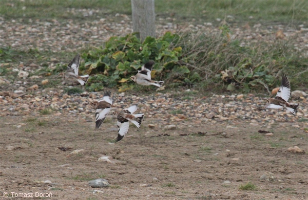 Snow Bunting