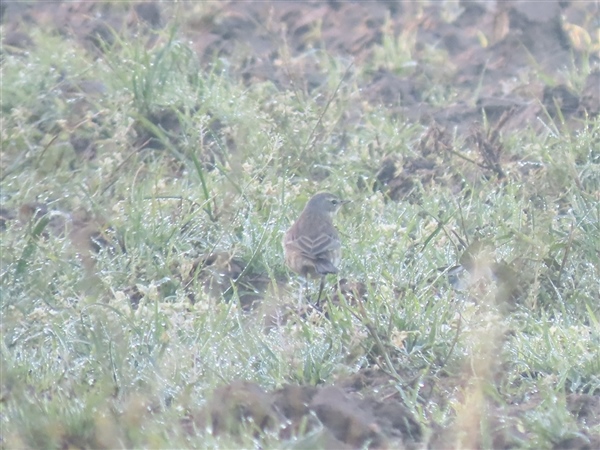 Water Pipit