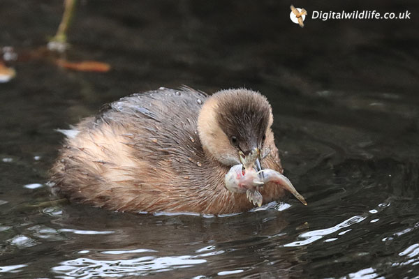 Little Grebe