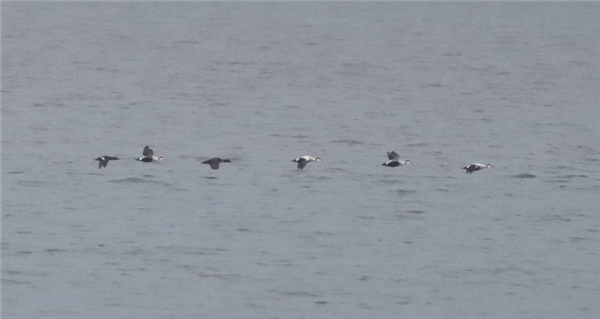 Velvet Scoter