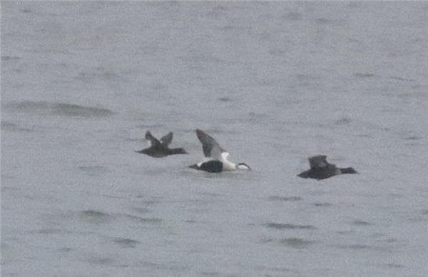 Velvet Scoter