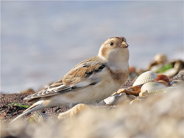 Snow Bunting