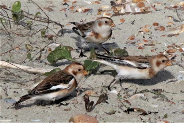 Snow Bunting