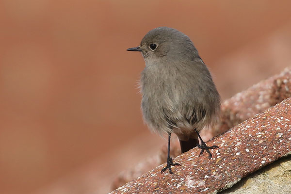 Black Redstart