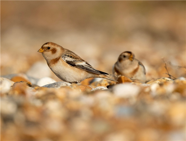 Snow Bunting