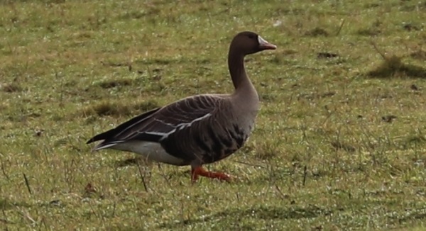 Russian White-fronted Goose