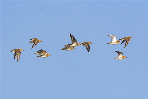 Golden Plover