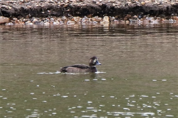 Scaup