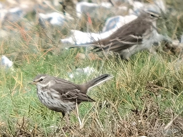 Water Pipit