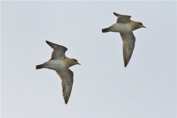 Golden Plover