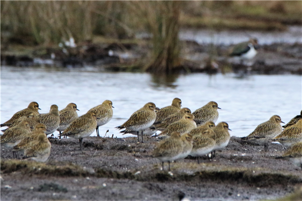 Golden Plover