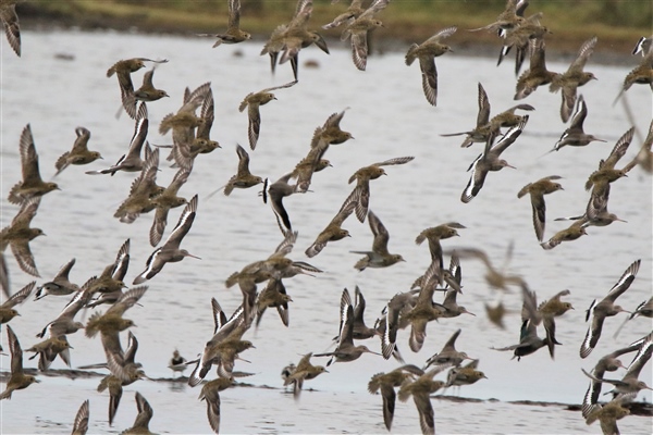 Golden Plover