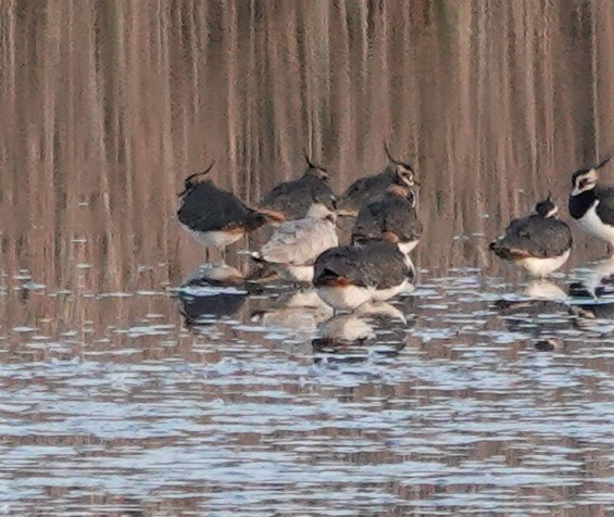 Lapwing