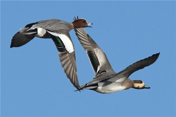 Wigeon