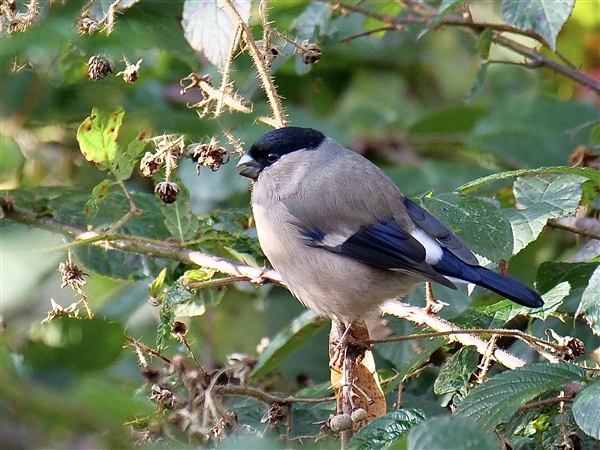 Bullfinch