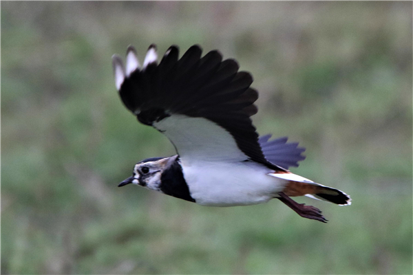 Lapwing