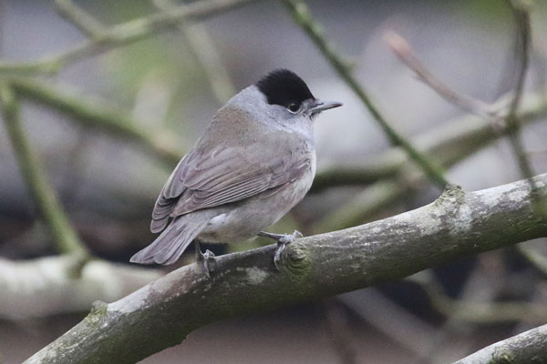 Blackcap