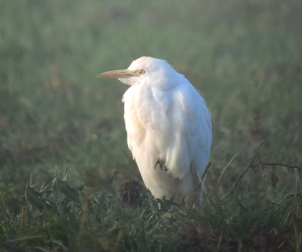 Cattle Egret