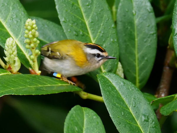 Firecrest