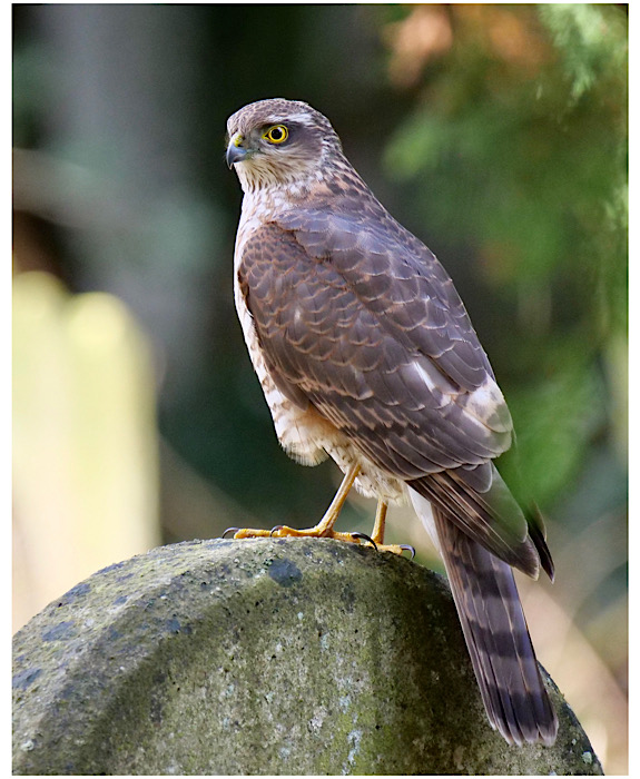 Sparrowhawk