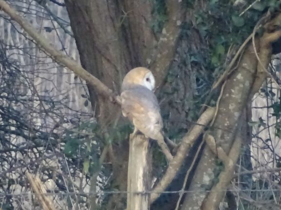 Barn Owl