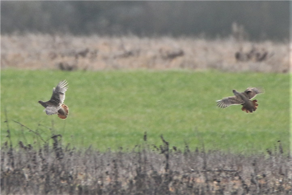 Grey Partridge