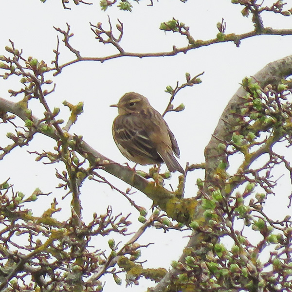 Water Pipit