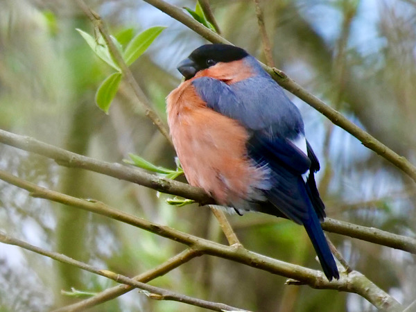 Bullfinch