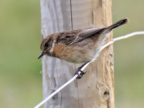 Stonechat