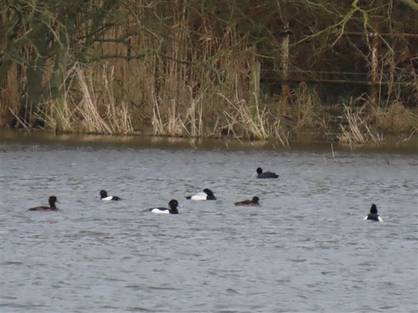 Scaup