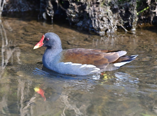 Moorhen