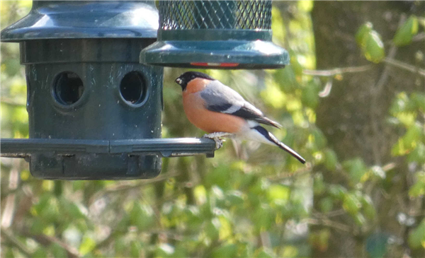 Bullfinch