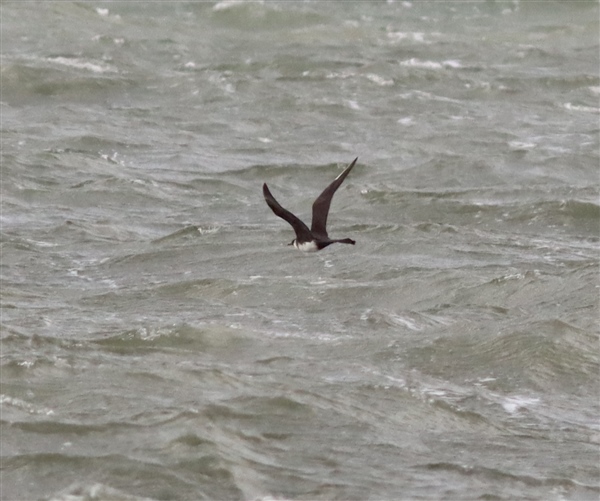 Pomarine Skua