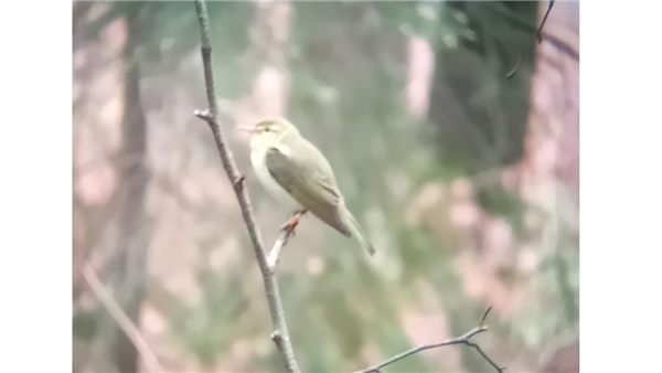 Wood Warbler